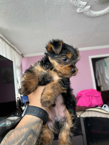 Yorkshire Terrier Macho 2 Meses