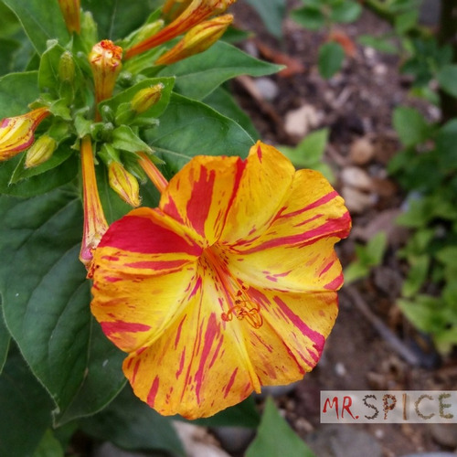 Flor Maravilha Mirabilis Jalapa Boa Noite Ideal Para Jardins | MercadoLivre