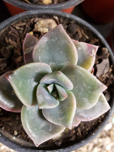 Suculentas Y Crasas Gran Variedad