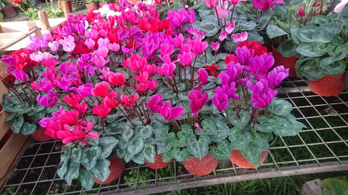 Cajon Violeta De Los Alpes, Cyclamen M13 (10 Unidades)