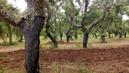Arboles De Corcho (alcornoque) - Muy Decorativos