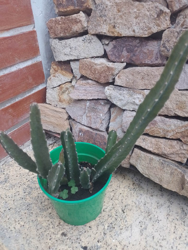 Plantas Interior Excelente Calidad.caba. Envíos En Caba