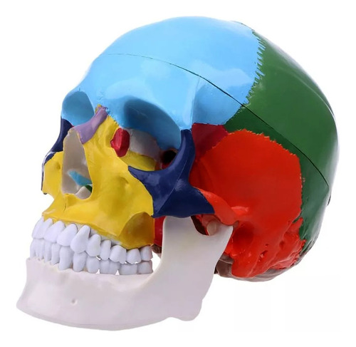 Cranio Colorido Anatomia Caveira Incrível Detalhes Anatômica