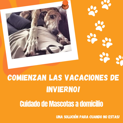 Catsitter, Cuidado De Animales A Domicilio,con Referencias