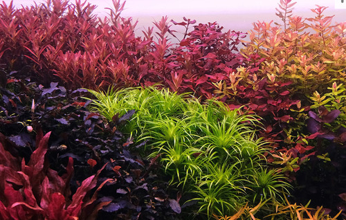 Apt 1 2hr Aquarist 300ml