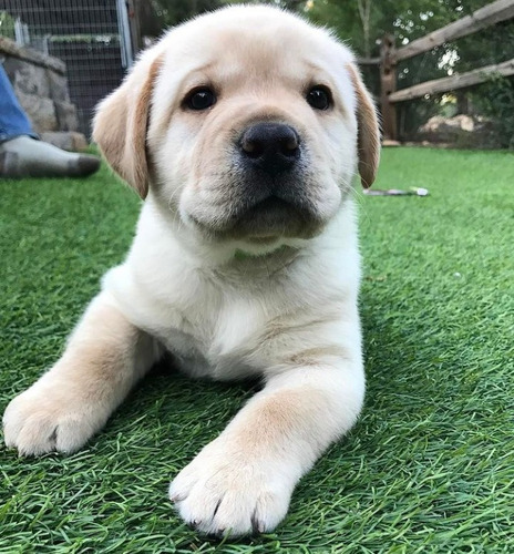 Labrador Retriever Gorditos Llenos De Amor  Ladriditoss