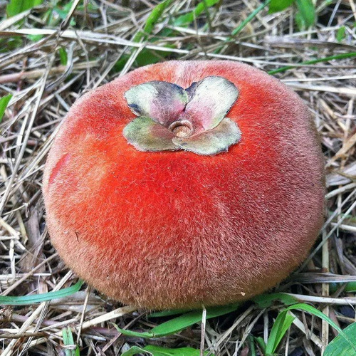 Arbolito Mabolo, Diospyros Discolor Pregunte Costo De Envio