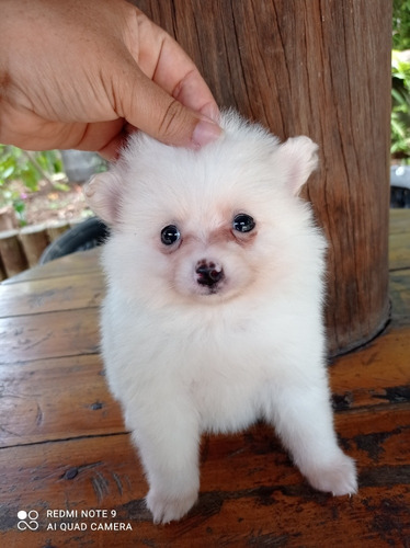 Filhote De Lulu Fêmea Com Pedigree AtestadoVeterinário