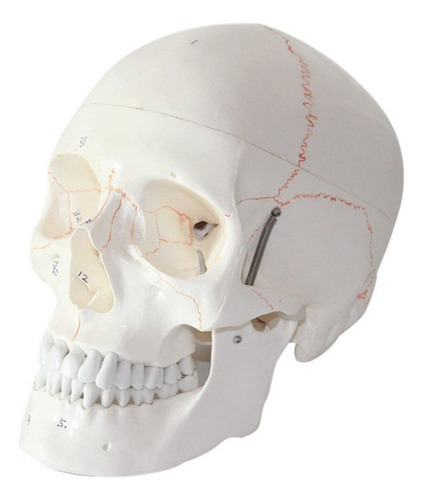 Modelo De Anatomía Del Cráneo Humano 1:1 Con Fuente Grabada