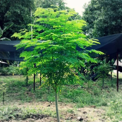 8 Semillas De Árbol Moringa Oleifera