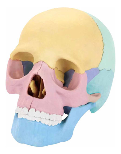 Espécimen Desmontable Modelo Cráneo Humano 4d Ensamblado Con