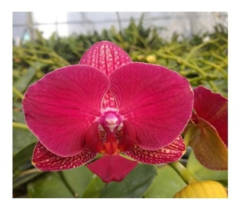 Orquídea Phalaenopsis Vermelha Pre Adulta | MercadoLivre