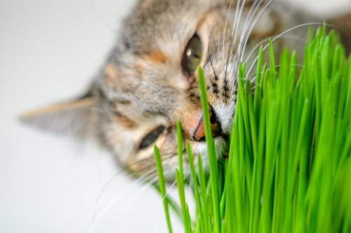 100 Semillas De Hierba Para Gatos