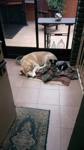 Imagen 5 de 9 de Alojamiento Individual Para Perros Pequeños En Casa Familia