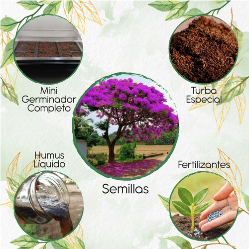 40 Semillas De Árbol Acacia Rosa Con Equipo De Germinación E