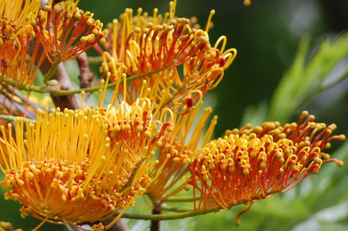 Grevillea Robusta, Roble Australiano, Roble Sedoso 10lts