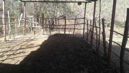 Imagen 11 de 14 de Finca Productiva Para Cria De Porcinos En Parapara De Ortiz