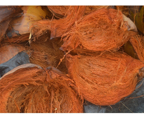 Imagen 8 de 10 de Fibra De Coco Juani Juana 25l 100% Coco Cogoshop Grow
