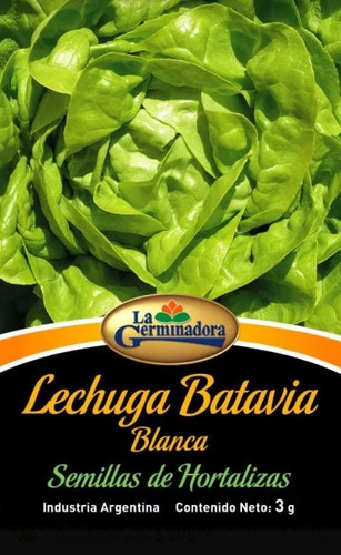 Semillas De Lechuga Batavia Blanca Sobre Huerta Hidroponia