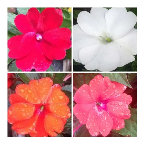 Flor SunPatiens: características, como cultivar e muito mais. Conheça!