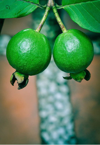 Guayaba Criolla Mexicana