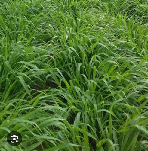 Semilla Pasto Insurgente 30kg