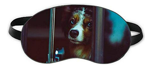 Cuidado De Ojos - Perro Mascota Animal Imagen Solitaria Sueñ