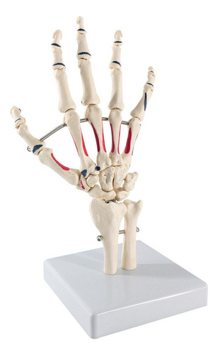 Modelo De Anatomía Esqueleto De Mano