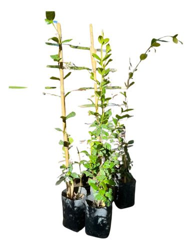 Plantas Naturales Combo X3 Un Jazmin De Leche 3l Trepador