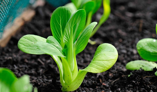 Imagen 2 de 5 de Semillas De Pak Choi O Col Asiática X Sobre Huerta En Casa