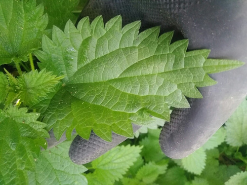Fertilizante, Insecticida Organizo Puri - L a $5333