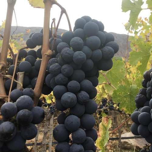 Imagen 4 de 10 de Vino Sikuri Syrah 750ml. - Bodega Fernando Dupont, Jujuy