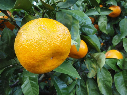 Mandarina Satsuma, Arbolito Injerto