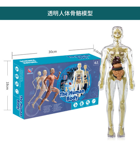 Kit De Maqueta De Torso De Cuerpo Humano 3d Science De 1 Pie