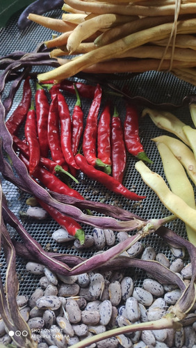 Mix Semilla Porotos Variado A Elección Cinco Variedades