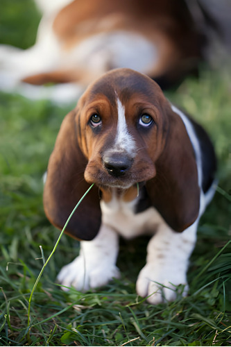 Perros Basset Hound Cachorros Disponibles 