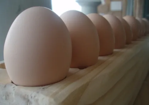Huevos Fértiles Gallinas Brahma Pura