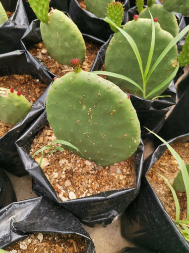 Nopal De Castilla El Comestibleopuntia Ficus Indica (Usado)