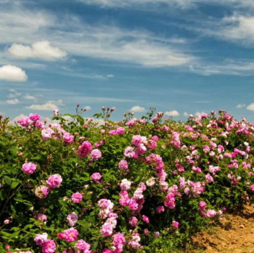 Plantas De Rosa De Damasco - Rosa X Damascena