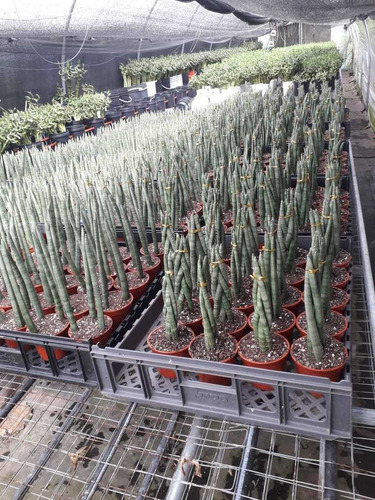 Imagen 2 de 2 de Sansevieria Cylindrica Trenzada Maceta 11 Exotica