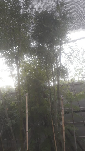 Imagen 7 de 10 de Fresno Dorado Arbol - Excelente - Vivero Hab X Senasa E/g