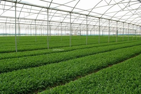 Imagem 7 de 8 de Rucula Cultivada Baby Leaf Hortaliças Ervas Sementes P/mudas