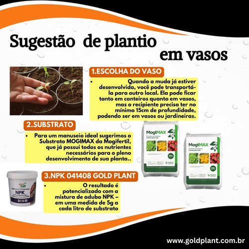 Semente De Alface Mimosa Feltrin - Envelope