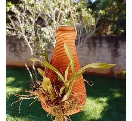 Pau De Barro Para Enraizar Orquídeas Cultivo De Chia (22 Cm