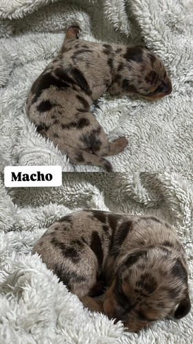 Vendo Filhotes De Dachshund