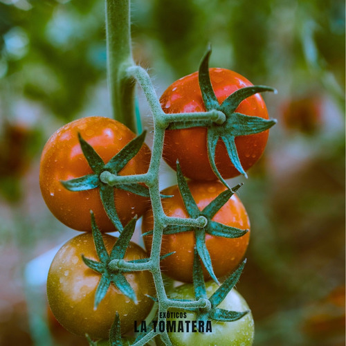 Semillas Tomate Super Productivo Imparable Pepe