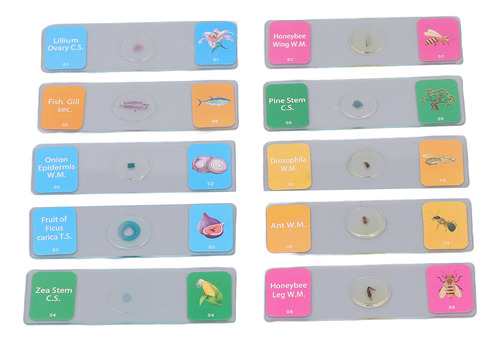 10 Portaobjetos De Microscopio Con Muestras De Animales, Pla