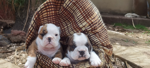 Imagen 2 de 5 de Bulldog Inglés