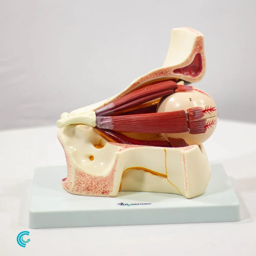 Olho Com Orbita Ampliada Em 10 Partes Oftalmologia Anatomia