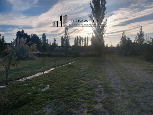 Venta - Chacra Con Casa Y Plantacion- Rama Caida - Mendoza